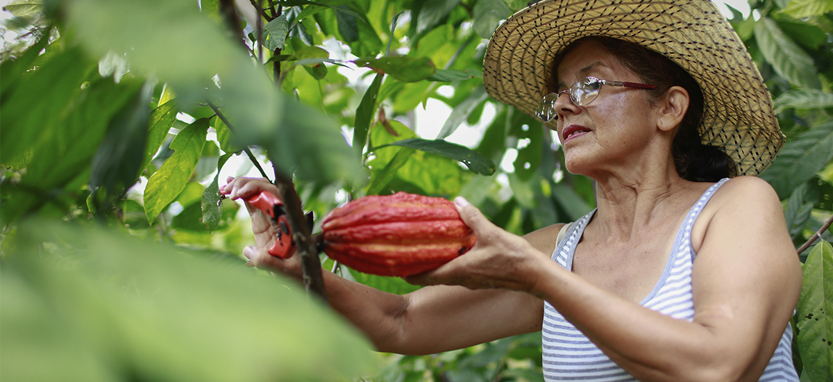 MinAgricultura propicia espacios para que cacaocultores de Santander normalicen sus créditos