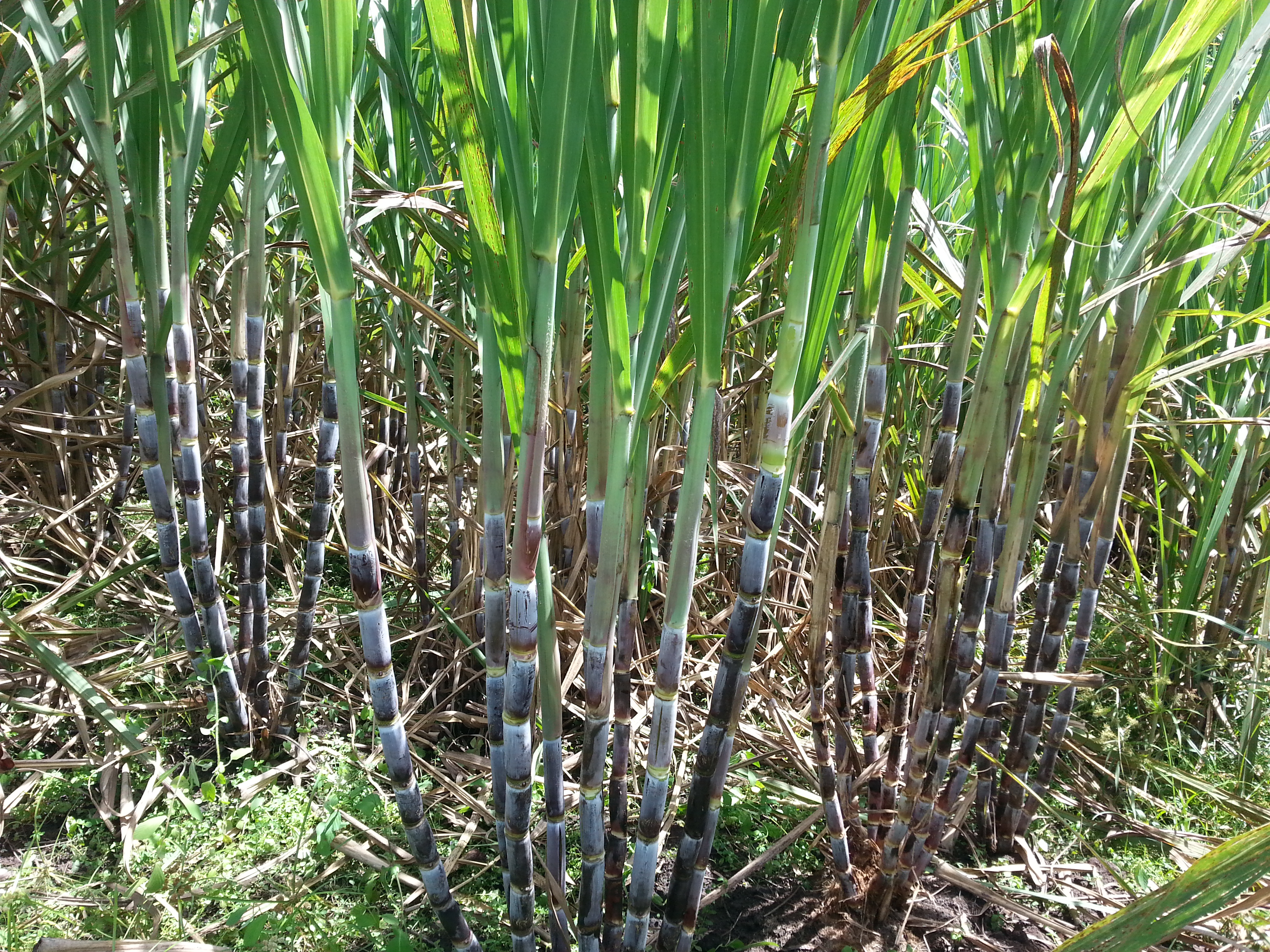 caña panelera