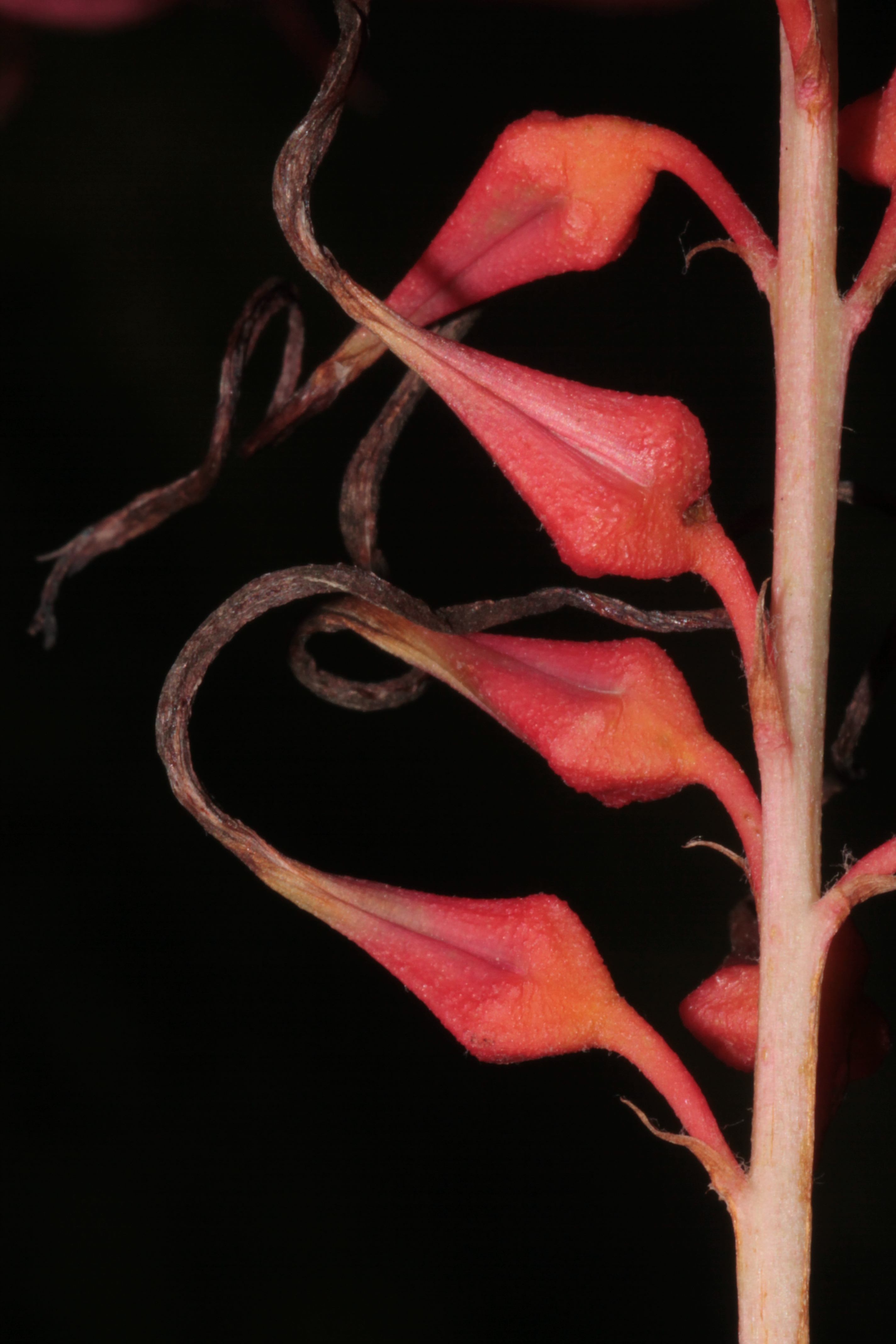 Flor de Pitcairnia huilensis 2.JPG