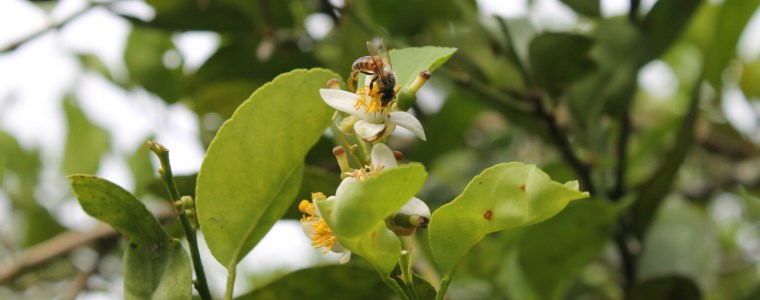 Más que una amenaza para el hombre, las abejas son un beneficio para la agricultura