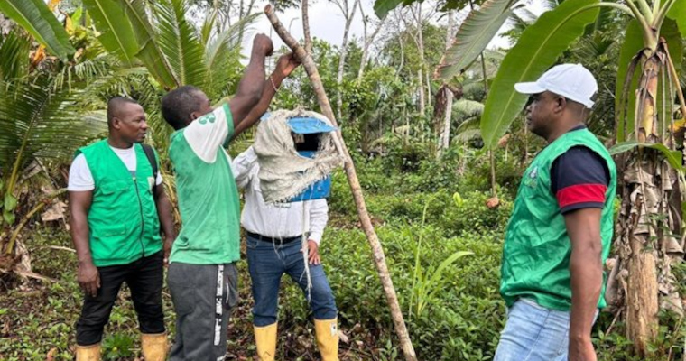 Combatimos el Picudo Negro en los cultivos de coco de Nariño
