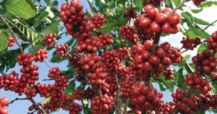 Cultivo de café