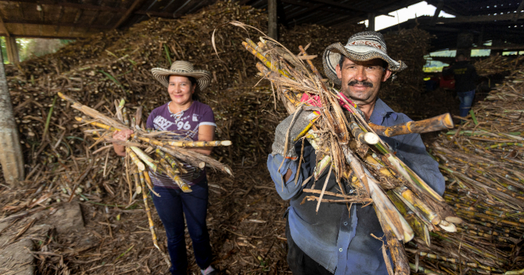 UPRA avanza en el proceso de construcción del Plan Maestro de Reconversión Productiva Agropecuaria de la caña panelera en Cundin