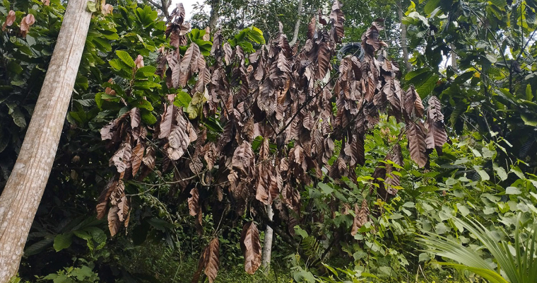 Prueba detecta en menos de 10 días hongos que arrasan con cultivos de aguacate y cacao