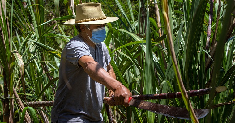 Hormona vegetal aumentaría producción de caña de azúcar