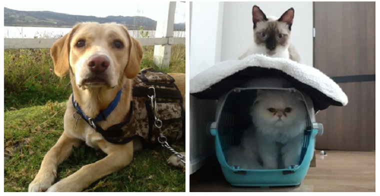 Oswald Rápido sección El ICA reglamenta los procesos para el ingreso y salida de mascotas a  Colombia