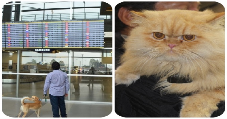 Alegre riesgo foso Atención señor viajero! Entran en vigencia nuevos requisitos del ICA para  el ingreso o salida de perros y gatos a Colombia