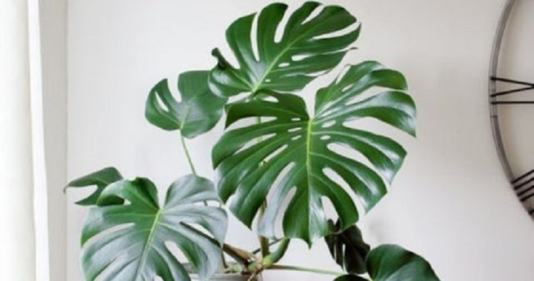 Helechos, monstera, filodendro, cactus y orquídeas, plantas ideales para los hogares