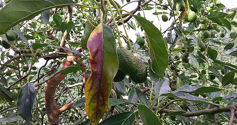 Manchas