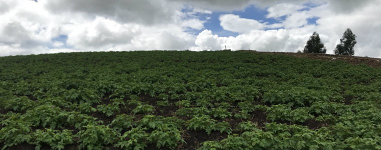 Sol Andina: Nueva variedad de papa criolla de Corpoica