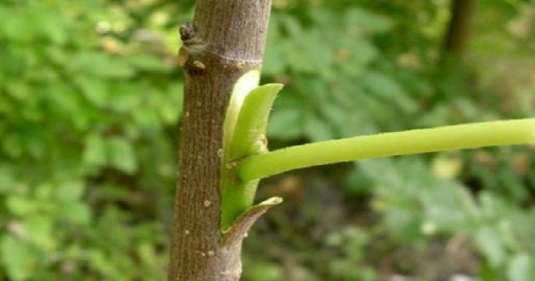 Así se puede realizar un injerto frutal