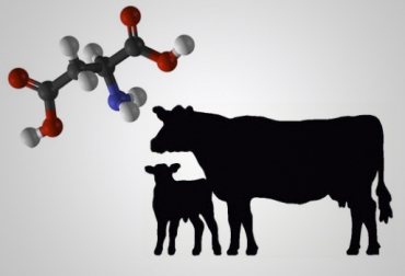 La importancia de los lípidos en la dieta de los bovinos La importancia de los lípidos en la dieta de los bovinos