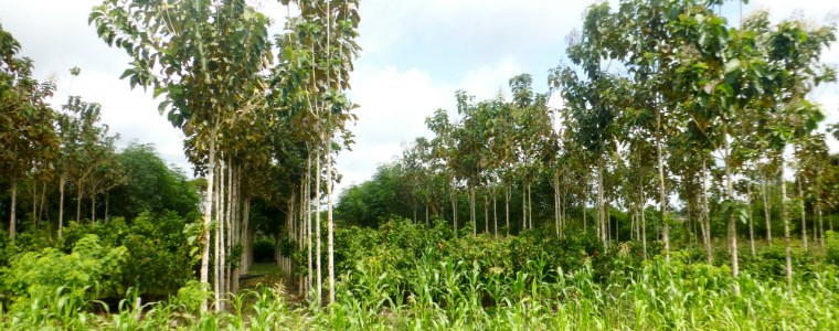 Sistemas agroforestales para mejorar la cacaocultura colombiana