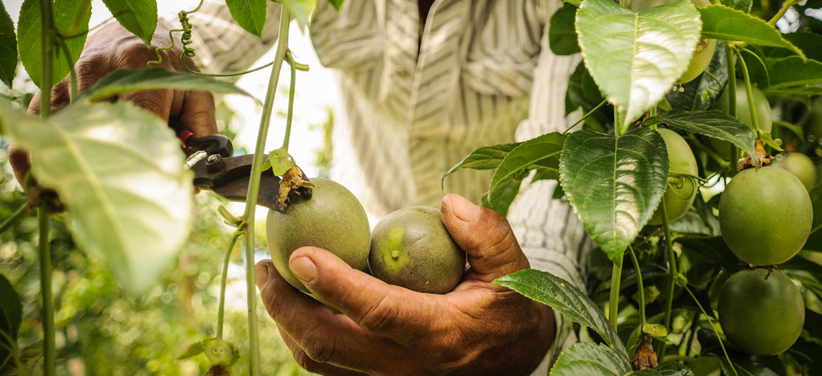 Proyecto hortofrutícola del MinAgricultura beneficiará a nueve departamentos